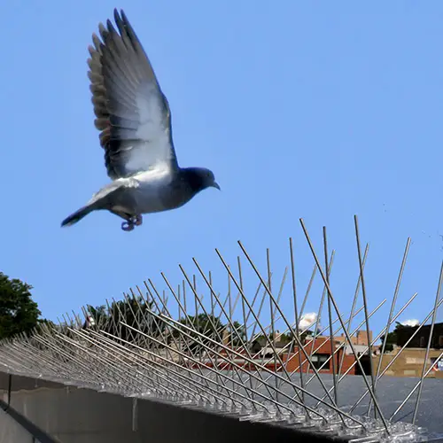 Bird Spike